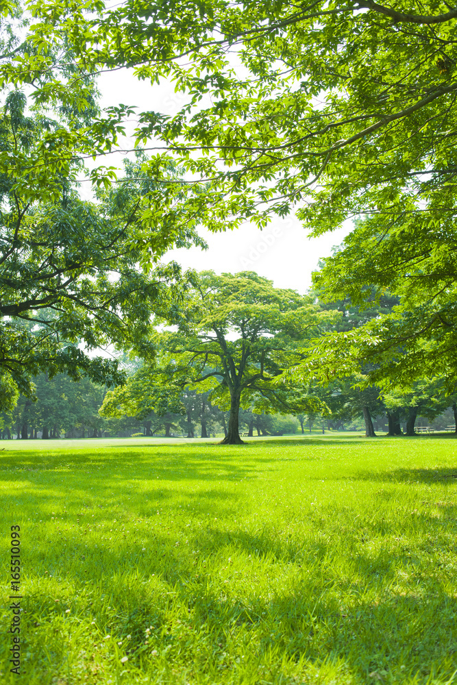 Fototapeta premium 公園 芝生