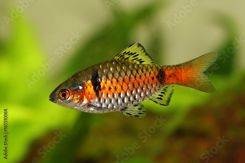 Odessa barb Pethia padamya freshwater aquarium fish 