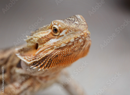 close up of lizzard