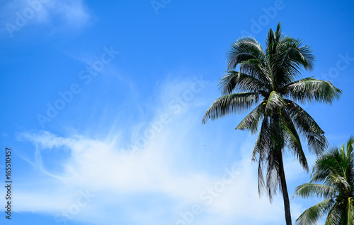 A very calm and natural look at the melano bay with lots of fresh coconut trees beside a blue cloud on the melano bay, kuching sarawak on 22 july 2017