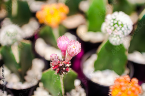 cactus close up photo