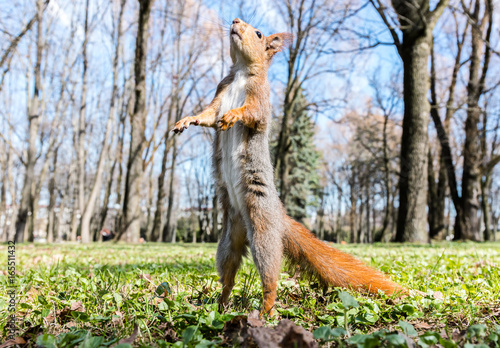 red squirrel standing upright on its hind legs on grass against blurred park background © Mr Twister