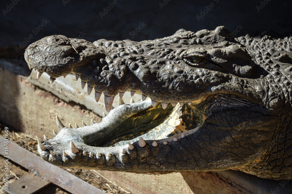 Fototapeta premium Crocodile with open mouth