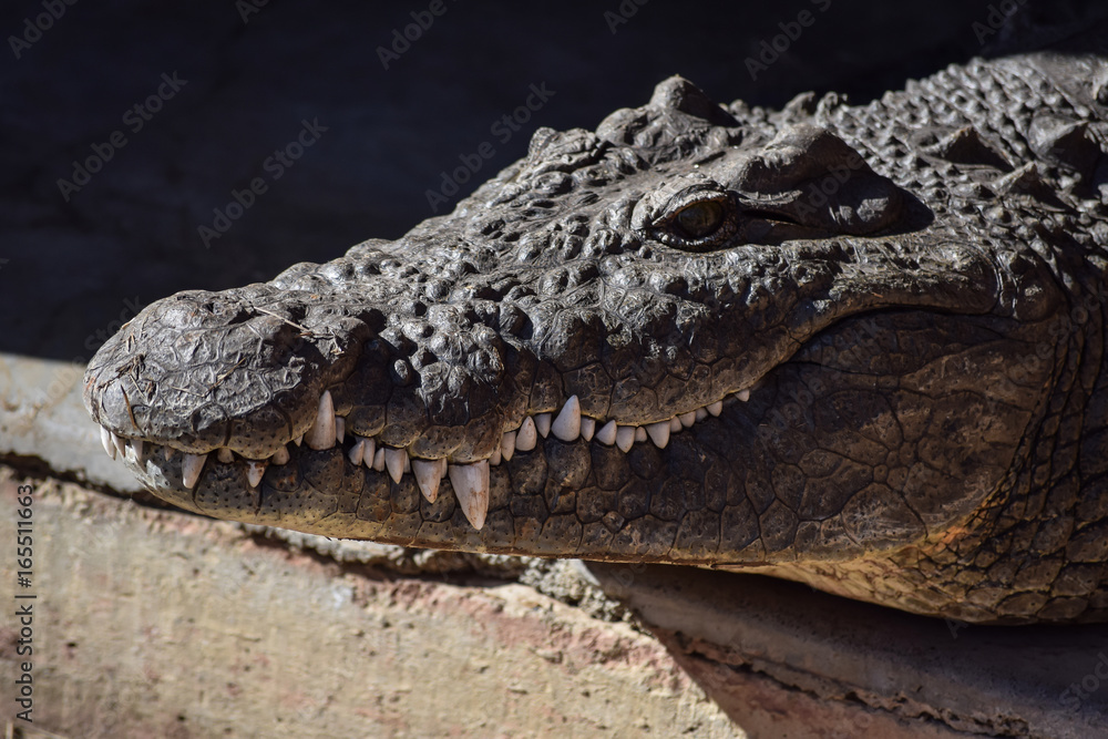 Obraz premium Crocodile resting