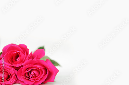 Empty White Background with Bright Pink Roses Framing the Lower Corner