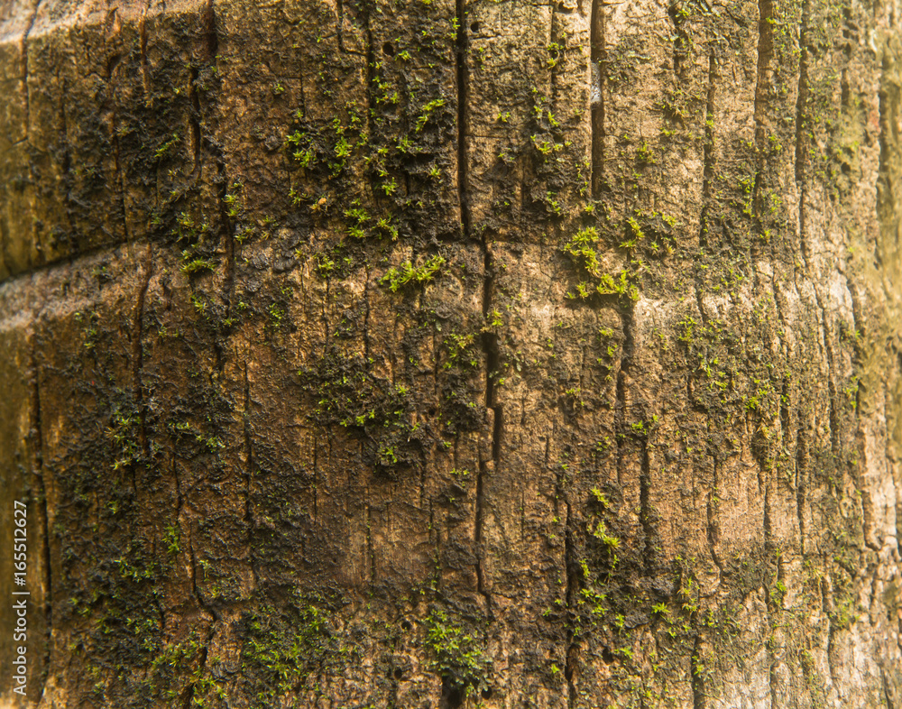 Obraz premium Coconut tree trunk