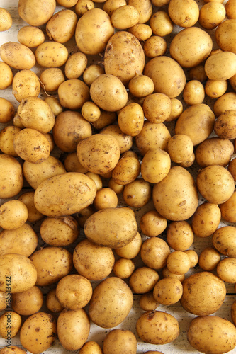Viele Kartoffeln Ernte Hintergrund ungewaschen nat  rlich Haufen 