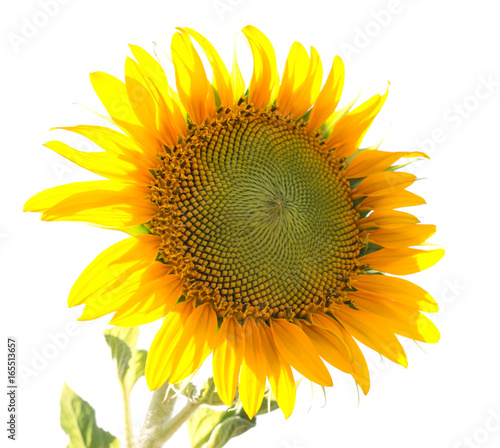 Flower of a sunflower on a white background © studybos