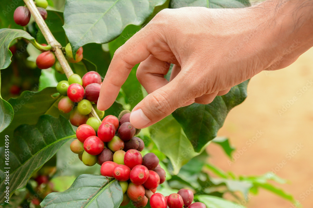 Hand picking red coffee beens on coffee tree