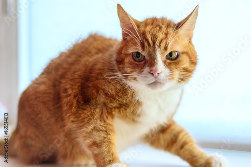 Wallpaper Mural Cat on the windowsill Torontodigital.ca