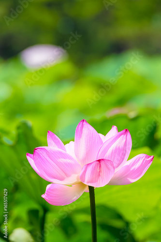 The Lotus Flower.Background is the lotus leaf.Shooting location is Yokohama  Kanagawa Prefecture Japan.