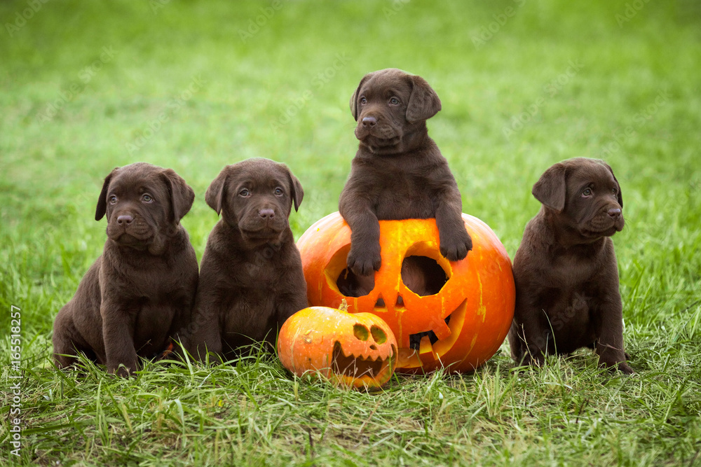 Several labrador puppies posing with a pumpkin halloween symbol Stock