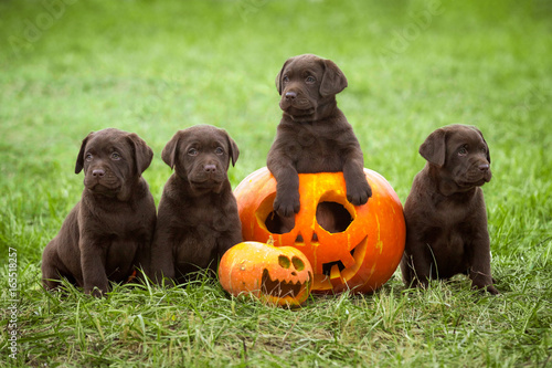 Several labrador puppies posing with a pumpkin halloween symbol