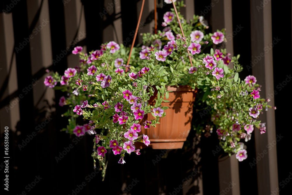 Fototapeta premium Pink flowers in pot.