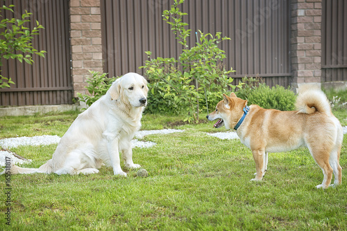 Dog breed Golden retrievers and dog breed Shiba inu standing on the lawn and look at each other. photo