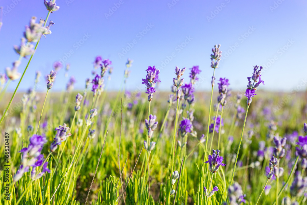 Naklejka premium Lawenda rośnie w polu