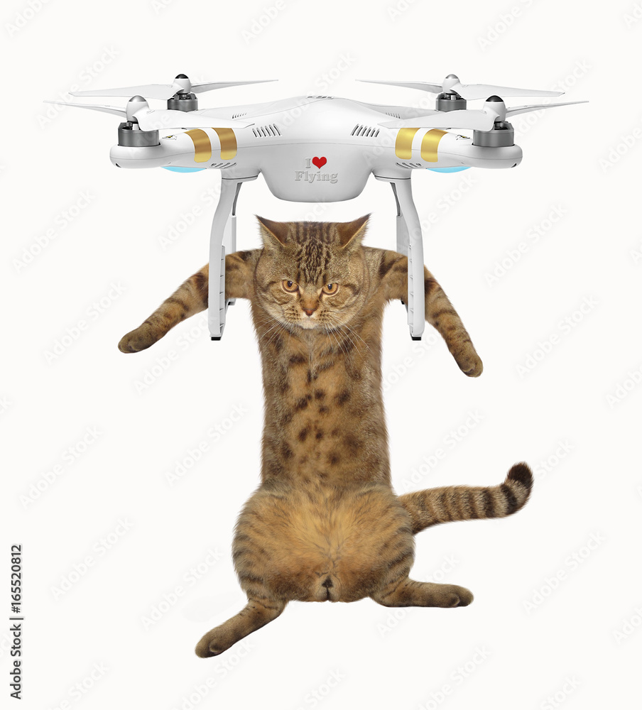 The cat flies on a drone. White background. Stock-bilde | Adobe Stock