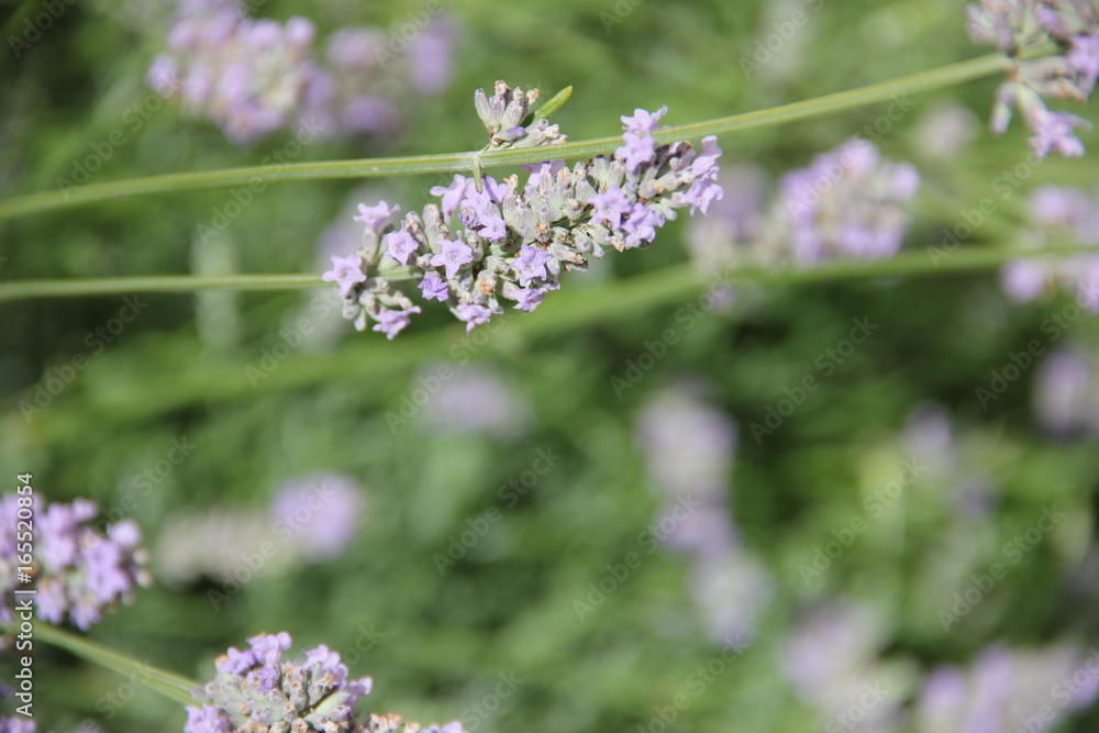 Flowers Flowers