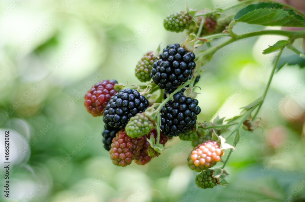 Blackberry on a branch Blackberry on a branch