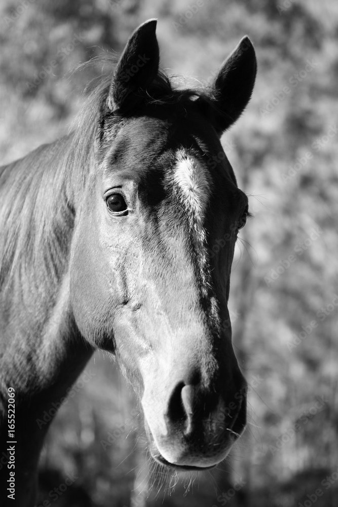 Obraz premium Koń na padoku