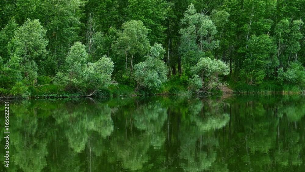 The forest on the bank of the river is reflected in the water and the seagulls fly over the water
The forest on the bank of the river is reflected in the water and the seagulls fly over the water