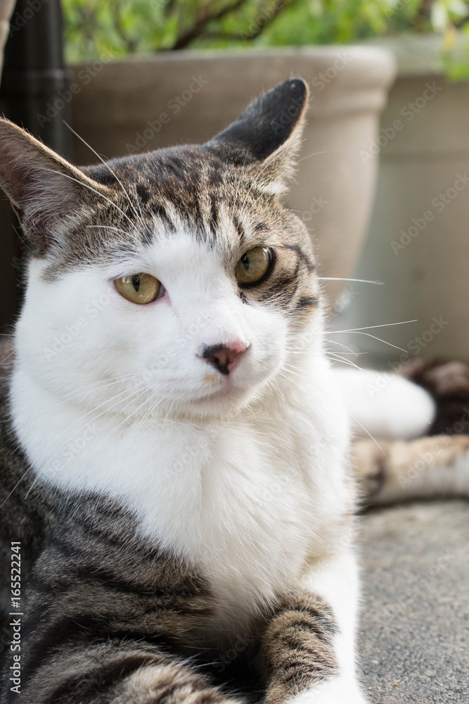 ボス猫 ボス猫