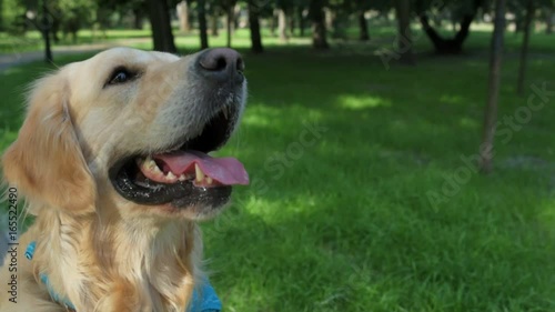 Nice purebred dog resting in the park