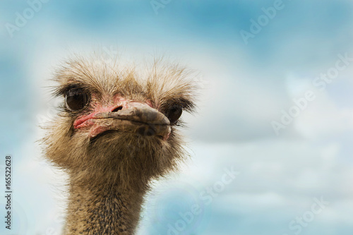 ostrich bird head and neck front portrait