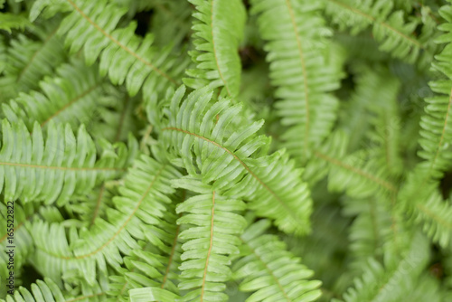 Green leaf background