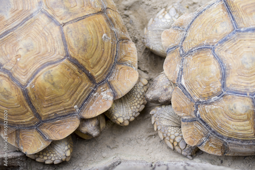 Aldabra giant tortoise
