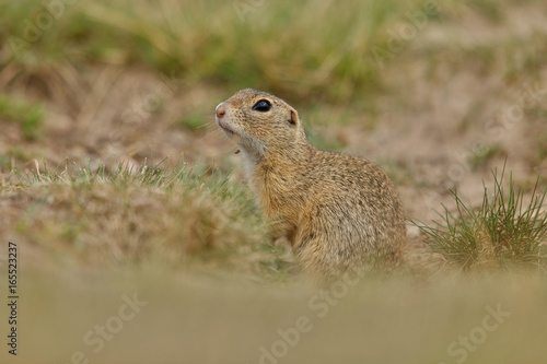 Common ground squirrel on blooming meadow. European suslik. Spermophilus citellus. Wildlife animal in the nature habitat. Little park in the middle of the rush city. © photocech