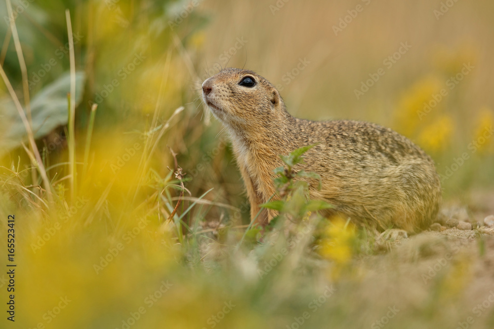 Common ground squirrel on blooming meadow. European suslik. Spermophilus citellus. Wildlife animal in the nature habitat. Little park in the middle of the rush city. Common ground squirrel on blooming meadow. European suslik. Spermophilus citellus. Wildlife animal in the nature habitat. Little park in the middle of the rush city.