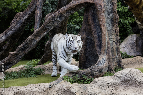 Fototapeta Naklejka Na Ścianę i Meble -  Protected white tiger in the wilderness.