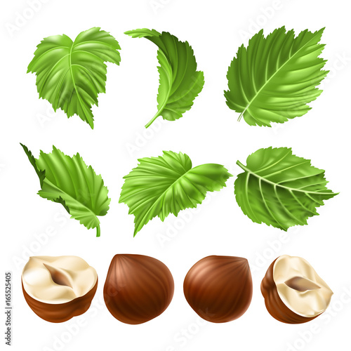 Vector realistic illustration of a hazelnut peeled whole, chopped into halves and green hazel leaves isolated on white. Print, template, design element for packaging