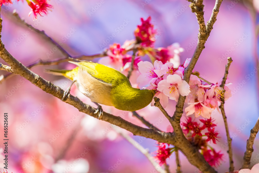 The Japanese White-eye and cherry blossoms. Located in Tokyo Prefecture Japan. The Japanese White-eye and cherry blossoms. Located in Tokyo Prefecture Japan.