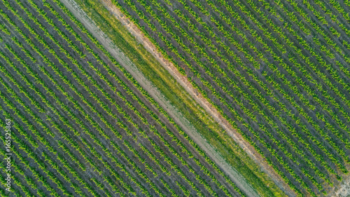 Aerial top view of vineyards landscape from above background, South France 