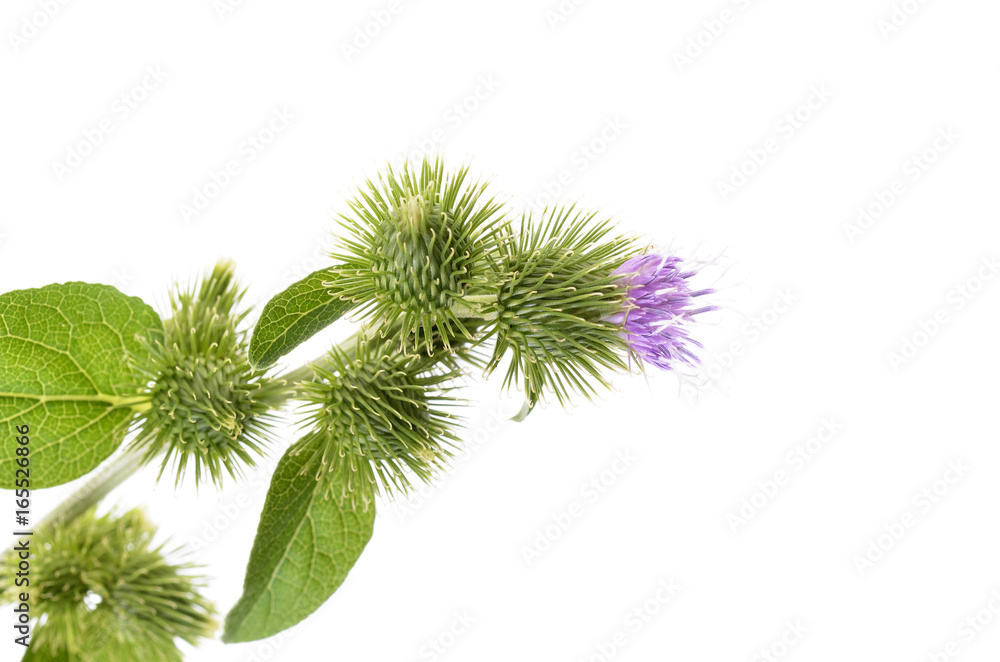 Flowering Great Burdock (Arctium lappa), close up view,isolated on white background Flowering Great Burdock (Arctium lappa), close up view,isolated on white background