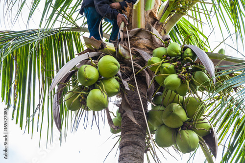 a gardener harvest coconut fruit