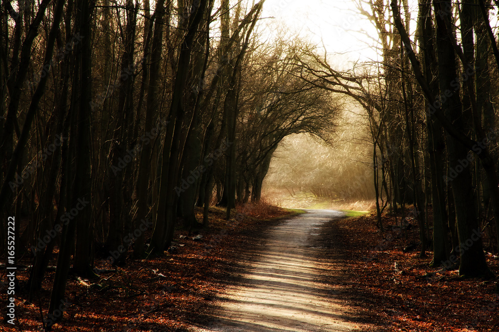 Obraz premium Beautiful lane of dark trees at sunset in national park the AWD in the Netherlands in winter