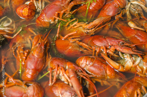 Boiled crayfish in a pan with dill