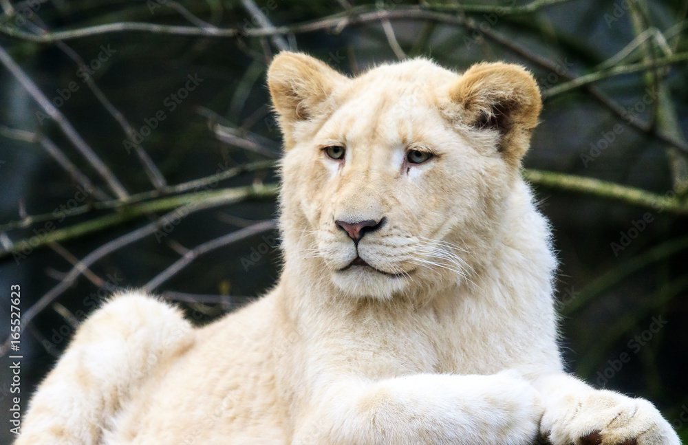 Obraz premium Close up portrait of a very cute white lion cup (Panthera leo)