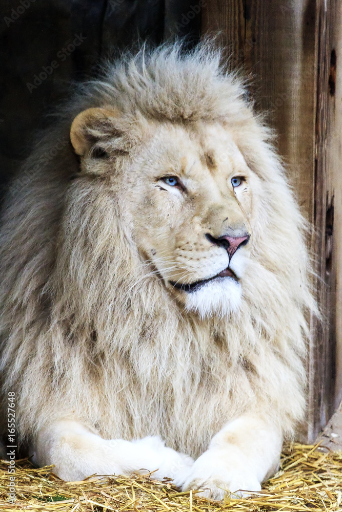 Fototapeta premium Portrait close up of a beautiful white lion with blue eyes
