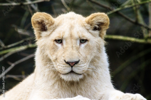 Close up portrait of a very cute white lion cup  Panthera leo 