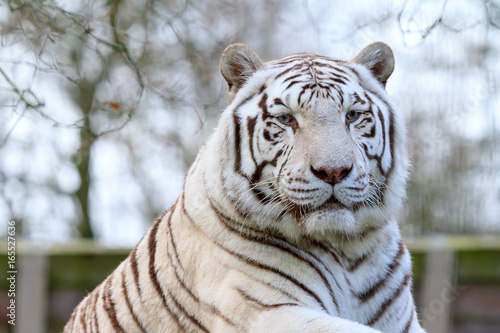 Close up portrait of a beautiful white Bengal tiger  Panthera Tigris 