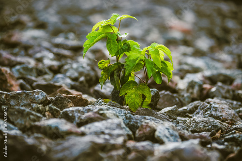 Obraz na plátně Green plant grows from under the stones