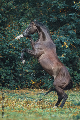 Trakehner stallion portrait
