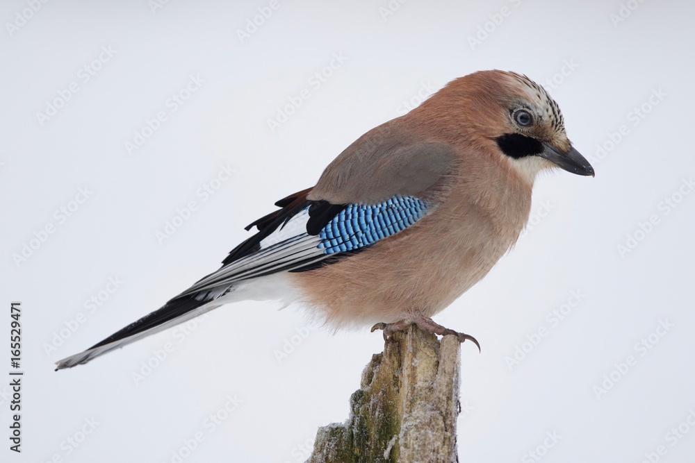 Obraz premium ARRENDAJO EN LA NUIEVE