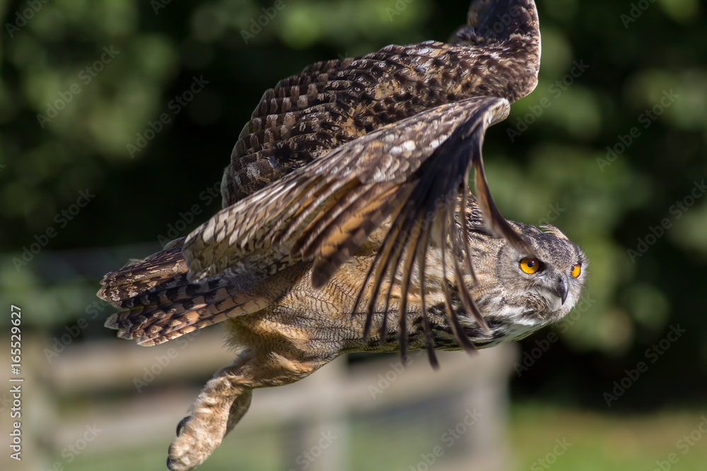 Obraz premium Owl flying. Side view close up. Eagle-owl (Bubo bubo) bird of prey in flight.