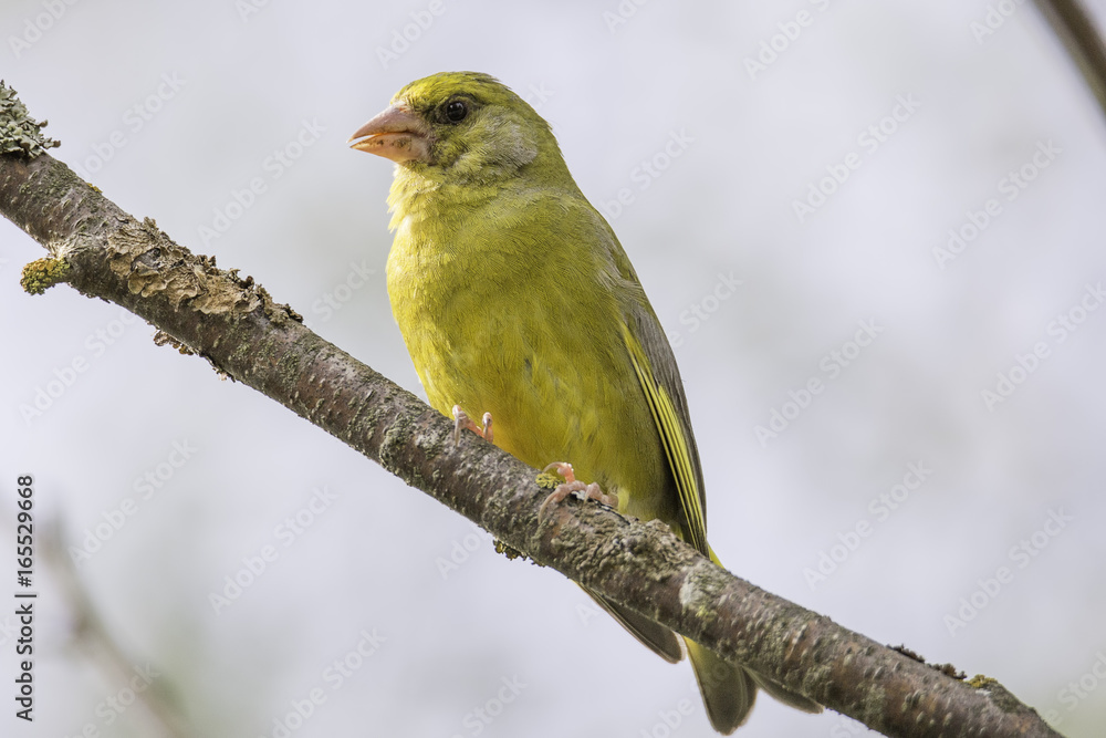 Obraz premium Male Greenfinch Sitting on Branch