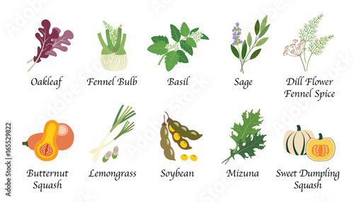 Organic nature health vegetable food spice isolated vector collection set